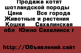 Продажа котят шотландской породы › Цена ­ - - Все города Животные и растения » Кошки   . Сахалинская обл.,Южно-Сахалинск г.